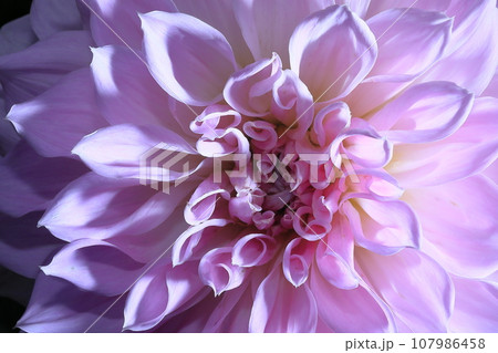 満開のダリア 満開のダリア 107986458