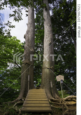 東京都青梅市 武蔵御嶽神社の摂社 産安社(うぶやすしゃ)の夫婦杉(めおとすぎ) 東京都青梅市 武蔵御嶽神社の摂社 産安社(うぶやすしゃ)の夫婦杉(めおとすぎ) 107987021