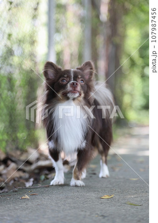 Long Hair Chihuahua Dog 107987456