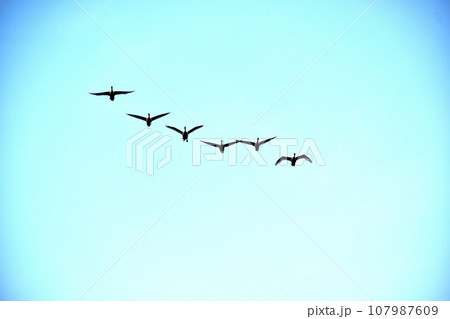 空を飛ぶ白鳥の群れ 107987609