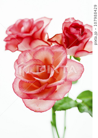 明るいピンクのかわいいバラ 107988429