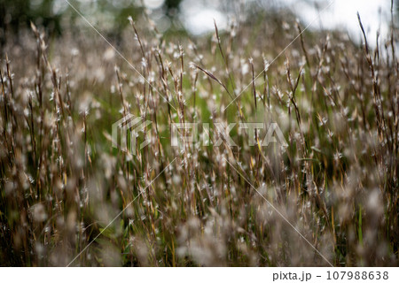 秋の野草8 107988638