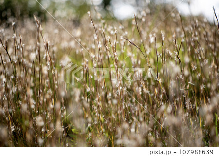 秋の野草9 107988639