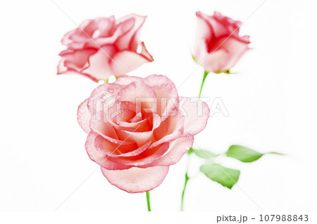 美しいピンクのバラ 美しいピンクのバラ 107988843