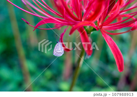 群生する彼岸花 群生する彼岸花 107988913