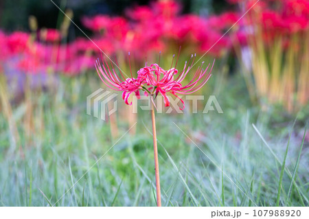 群生する彼岸花 群生する彼岸花 107988920