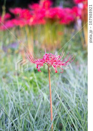 群生する彼岸花 107988921
