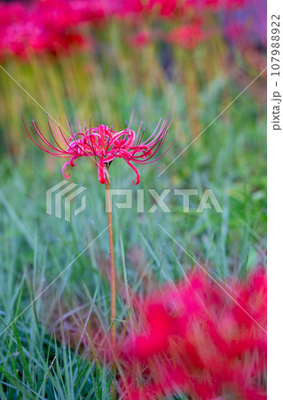 群生する彼岸花 107988922