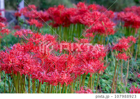群生する彼岸花 群生する彼岸花 107988923
