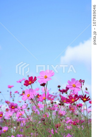 青空とコスモス 青空とコスモス 107989046