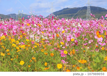 黄花コスモスとコスモス畑 黄花コスモスとコスモス畑 107989050