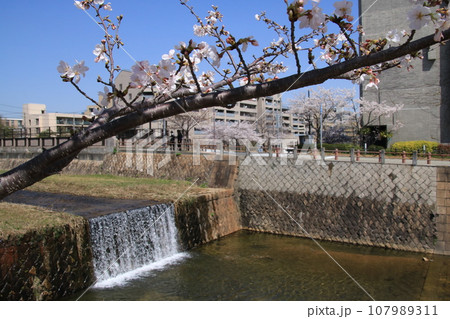 日本の春の風景:満開の桜が咲く芦屋川(兵庫県芦屋市) 日本の春の風景:満開の桜が咲く芦屋川(兵庫県芦屋市) 107989311