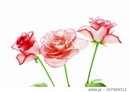 明るいピンクの可愛いバラの花 107989312