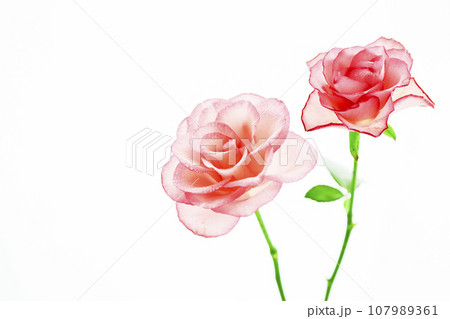 明るいピンクの可愛いバラの花 明るいピンクの可愛いバラの花 107989361