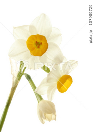 水仙の花と白背景の素材 107989729
