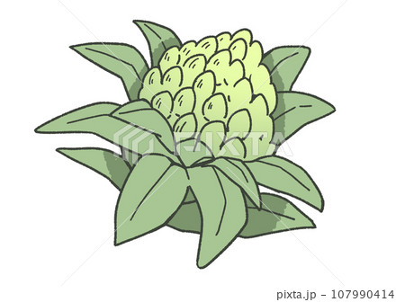 ふきのとう 107990414