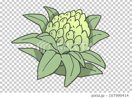 ふきのとう 107990414