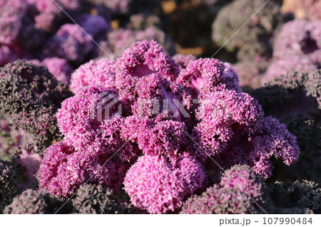 赤紫色の葉ボタン 赤紫色の葉ボタン 107990484