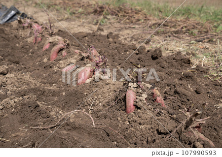 鍬で掘ったサツマイモ 107990593