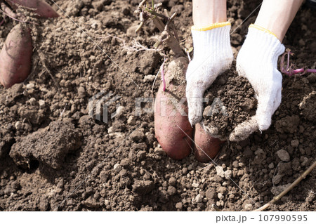 サツマイモの畑の土を持つ男性の手元 107990595