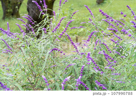 アメジストセージ 107990788