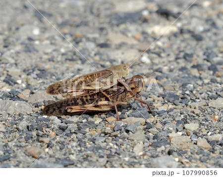 トノサマバッタ 107990856