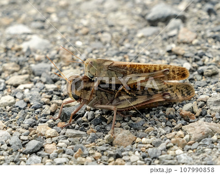 トノサマバッタ トノサマバッタ 107990858