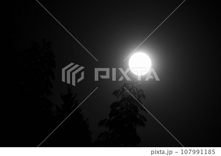 竹林を照らす秋の夜空の小望月の白黒写真 107991185