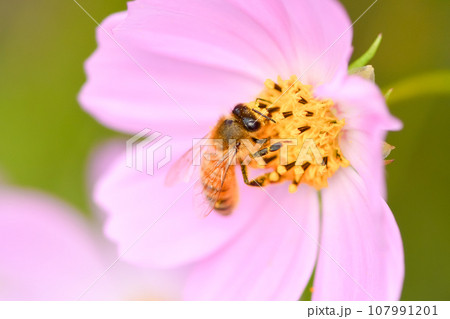 ミツバチ×コスモス ミツバチ×コスモス 107991201