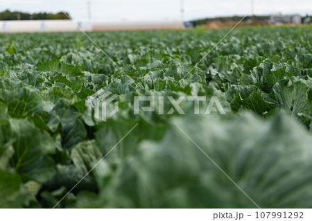 畑で栽培されているキャベツ 畑で栽培されているキャベツ 107991292