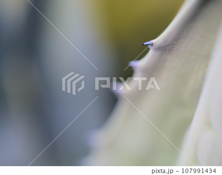 10月にマクロで撮影したリュウゼツラン（竜舌蘭） 107991434