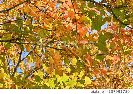 紅葉した樹木の葉 107991780