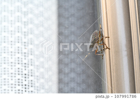住宅のサッシにとまるカメムシ 107991786