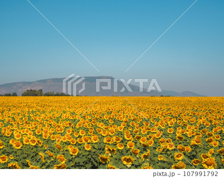 ロッブリーのひまわり畑 ロッブリーのひまわり畑 107991792