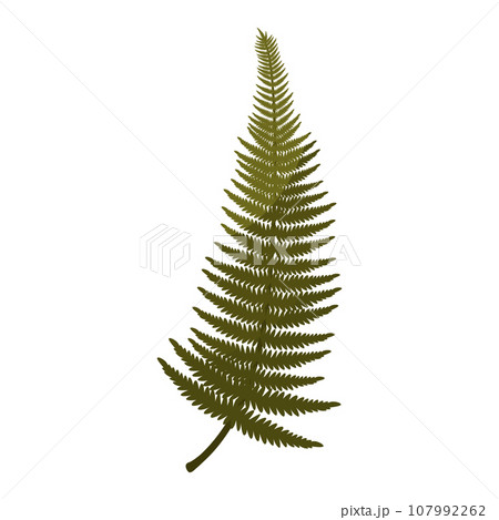 Watercolor botanic blossom floral element. Wild plant, flower. Garden and wild foliage, flowers, branches. Isolated vector illustration EPS10 107992262
