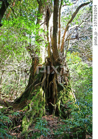 屋久杉の原生林、縄文杉トレッキングコース 107992804