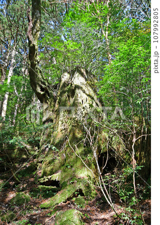 屋久杉の原生林、縄文杉トレッキングコース 107992805