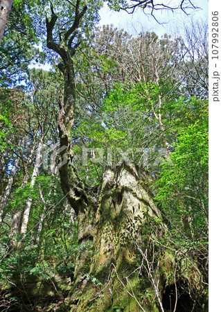 屋久杉の原生林、縄文杉トレッキングコース 107992806