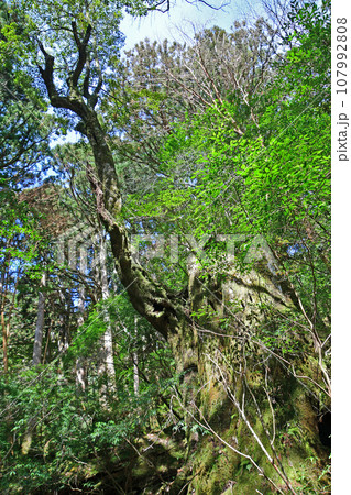 屋久杉の原生林、縄文杉トレッキングコース 107992808