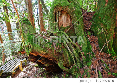 屋久杉の原生林、縄文杉トレッキングコース 107992816