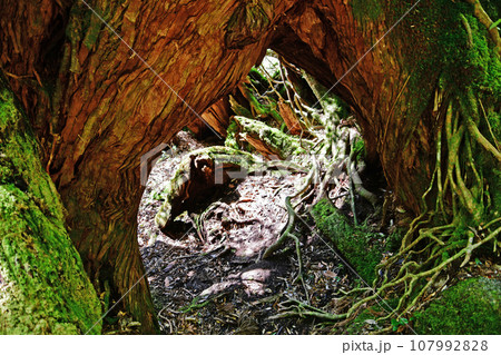 屋久杉の原生林、縄文杉トレッキングコース 107992828