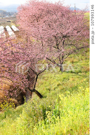 かんなみの桜 函南町 河津桜 菜の花 柿沢川沿い かんなみの桜 函南町 河津桜 菜の花 柿沢川沿い 107993146