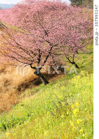 かんなみの桜 函南町 河津桜 菜の花 柿沢川沿い かんなみの桜 函南町 河津桜 菜の花 柿沢川沿い 107993147
