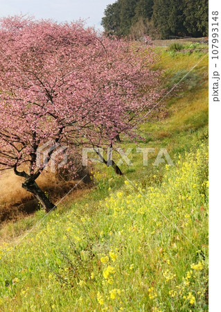 かんなみの桜　函南町　河津桜　菜の花　柿沢川沿い 107993148