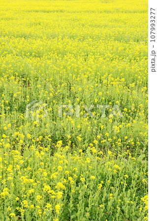 一面の菜の花畑　南伊豆　下賀茂温泉　黄色い花 107993277