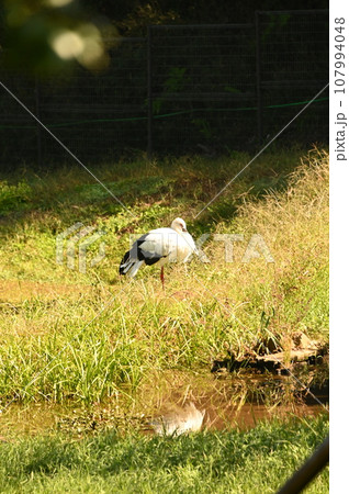 昆虫を捕食するコウノトリ 107994048