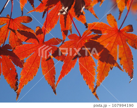 紅葉した香嵐渓のモミジ 107994190