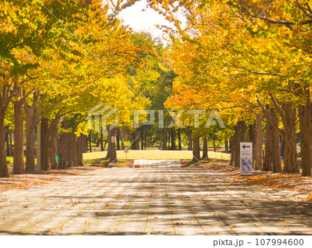長岡造形大学 桂並木の紅葉 長岡造形大学 桂並木の紅葉 107994600