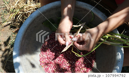 female hands clean red bean seeds from dry pods over a metal round basin in the garden in natural sunlight, manual processing of legume crops, harvesting ripened beans grown in the garden female hands clean red bean seeds from dry pods over a metal round basin in the garden in natural sunlight, manual processing of legume crops, harvesting ripened beans grown in the garden 107994792
