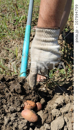 a hand in a fabric glove shows freshly dug potatoes next to a shovel stuck in the ground, vertical frame, hand digging potatoes in the garden in sunny weather 107994799